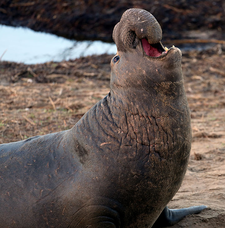 a male northern elephant seal rears its head on a sandy beach with sparse vegetation, this mammal has dark brown sleek fur, lighter scarred skin and fur meets long scars that run down the throat, with its head back its extended nose shaped like a full loaf of bread loosely falling into its open mouth with white pointed teeth pointing to the sky.